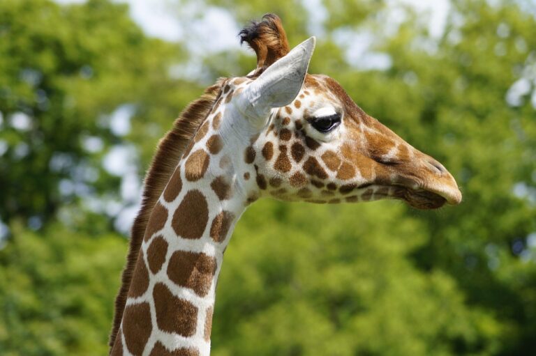 seo agency in bedfordshire