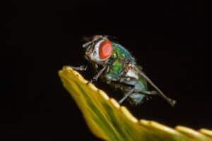 Close-up of a vibrant green fly.