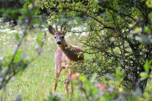 seo agency bucks